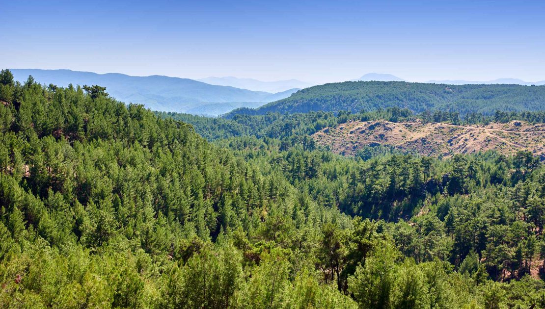 ALJ Türkiye’den 1.4 Milyon Fidan ile Başlayan Ağaç Seferberliği